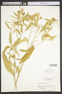 Solanum elaeagnifolium image