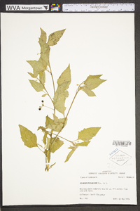 Solanum ptychanthum image