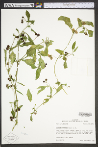 Solanum ptychanthum image