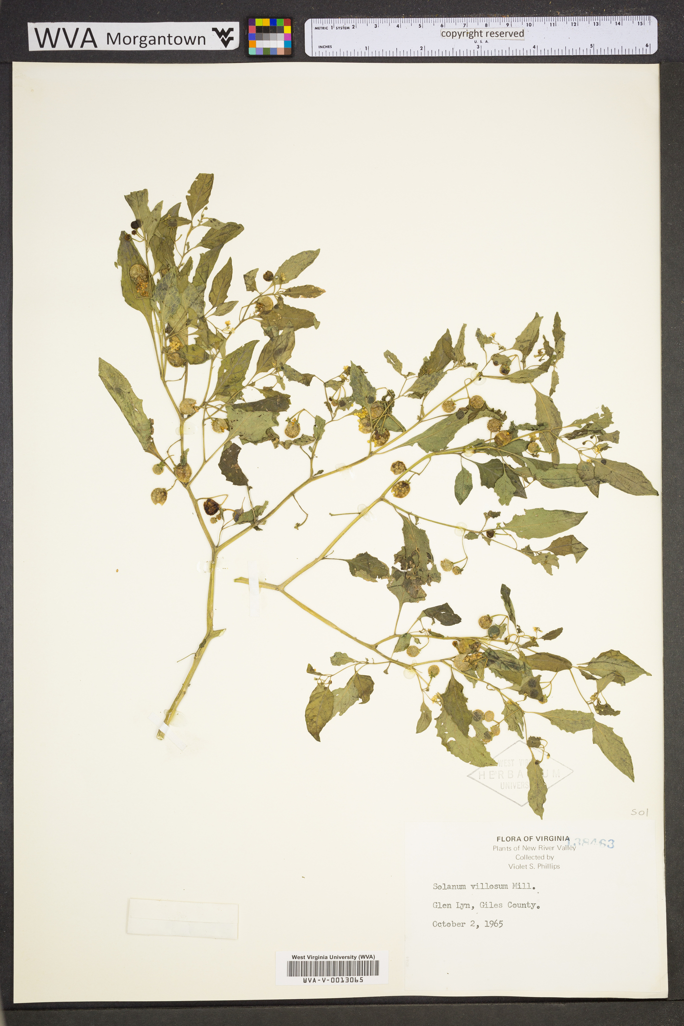 Solanum villosum image