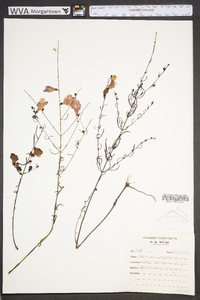 Agalinis purpurea image