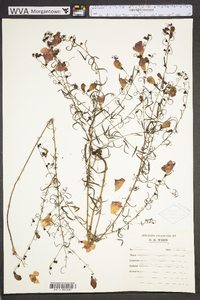 Agalinis purpurea image