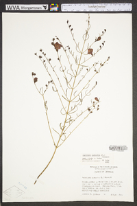 Agalinis purpurea image