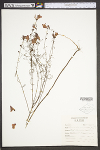 Agalinis purpurea image