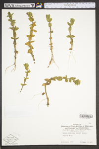 Bacopa caroliniana image