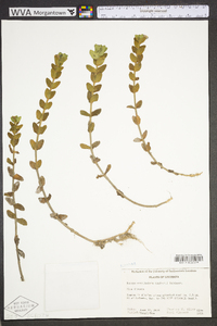 Bacopa caroliniana image