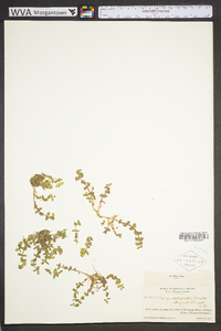 Bacopa innominata image