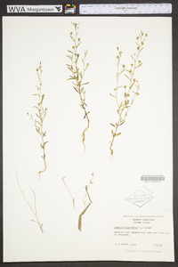 Chaenorhinum minus image