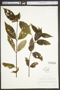 Image Associated With the Occurence