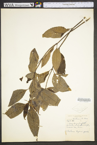 Chelone lyonii image