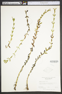 Gratiola aurea image