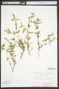 Gratiola virginiana image