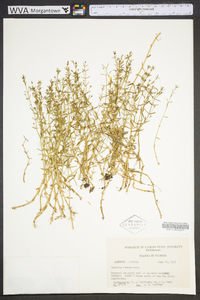 Gratiola ramosa image