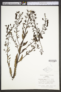 Macranthera flammea image