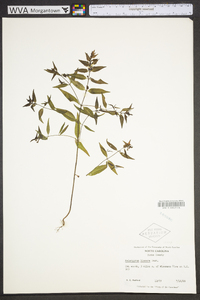 Melampyrum lineare image