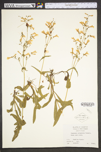 Penstemon arkansanus image