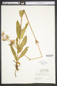 Penstemon arkansanus image