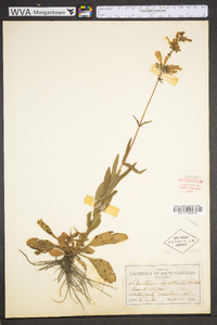 Penstemon hirsutus image