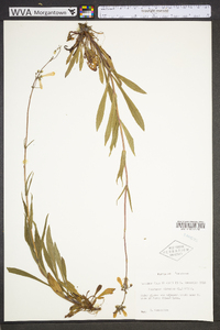 Penstemon hirsutus image