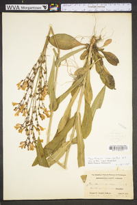 Penstemon laevigatus image