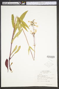 Penstemon laevigatus image