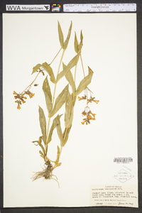 Penstemon laevigatus image