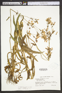Penstemon laevigatus image