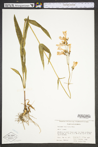 Penstemon laxiflorus image