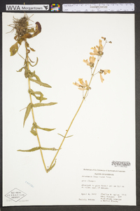 Penstemon laxiflorus image