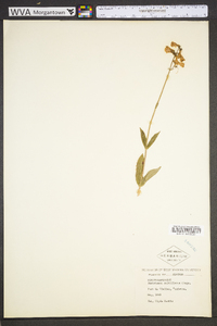 Penstemon multiflorus image