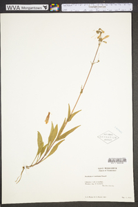 Penstemon tenuiflorus image