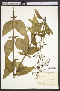 Scrophularia marilandica image