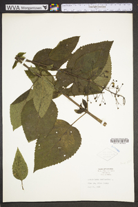 Scrophularia marilandica image