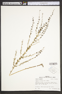 Seymeria cassioides image