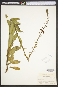 Verbascum blattaria image