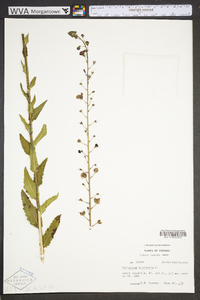 Verbascum blattaria image