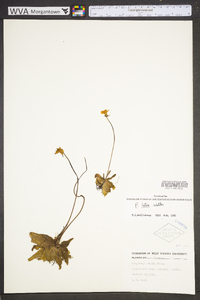 Pinguicula lutea image