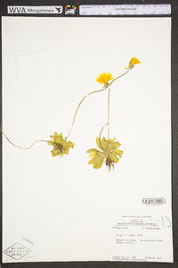 Pinguicula lutea image