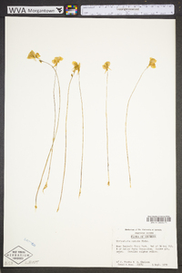 Utricularia cornuta image