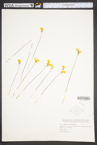 Utricularia cornuta image