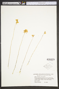 Utricularia cornuta image