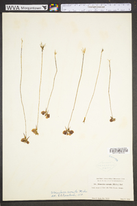 Utricularia cornuta image