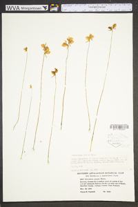 Utricularia cornuta image