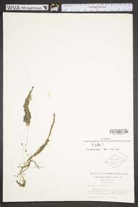 Utricularia gibba image