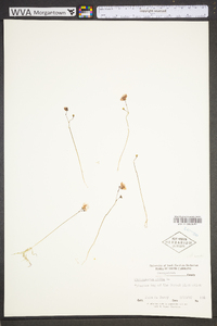 Utricularia gibba image