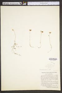 Utricularia gibba image