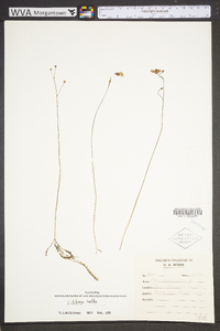 Utricularia gibba image