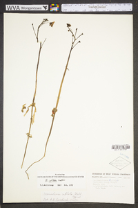 Utricularia inflata image