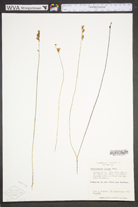 Utricularia juncea image