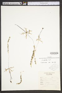 Utricularia radiata image